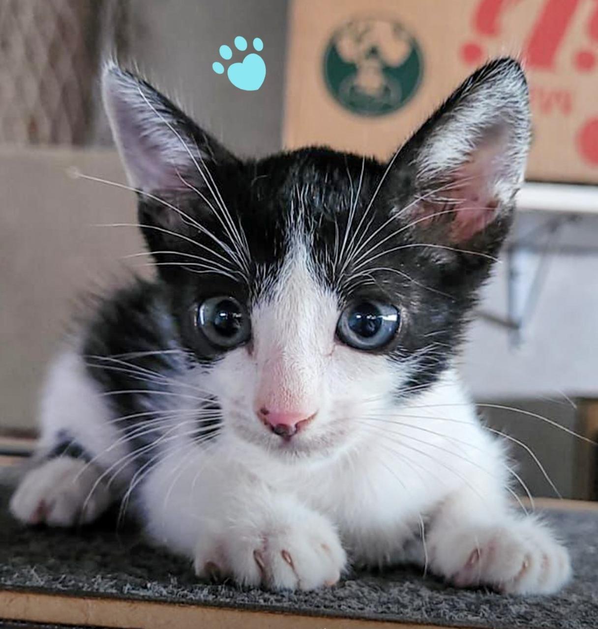 Adote um amigo: evento no Aparecida Shopping reúne cães e gatos para adoção