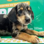 Aparecida Shopping promove feira de adoção de cães e gatos neste sábado (20)