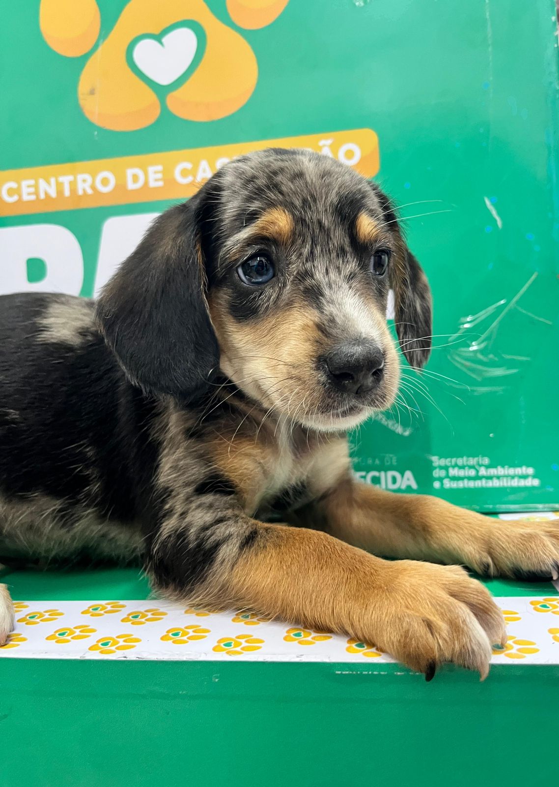 Aparecida Shopping promove feira de adoção de cães e gatos neste sábado (20)