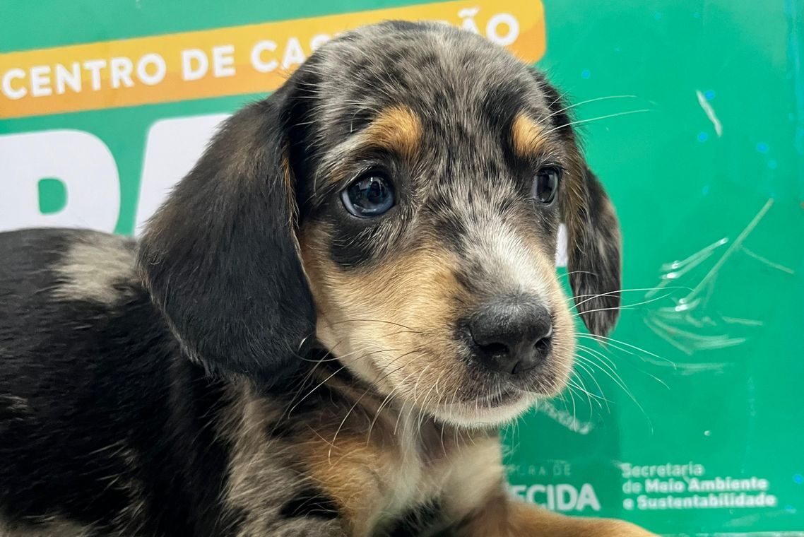 Última edição do ano da Feira de Adoção Responsável de Animais, neste sábado (6)