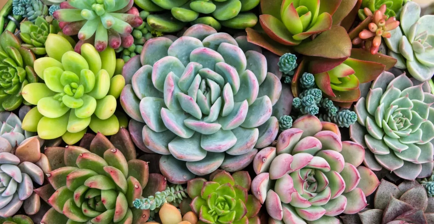 Bazar Estação das Plantas reúne espécies e itens de jardinagem em Shopping de Aparecida