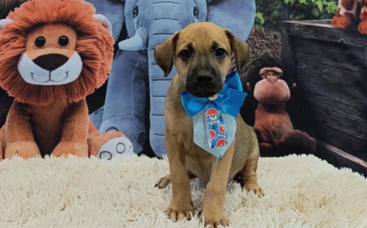 Feira de adoção de animais será realizada em shopping de Aparecida Goiânia neste sábado (26)